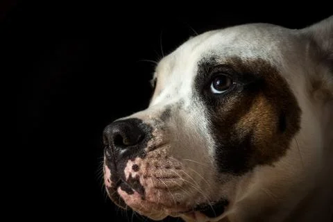 Guilty dog on a black background Stock Photos