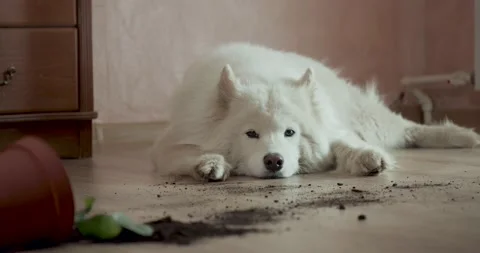 Guilty dog on the floor next to an overturned flower Vidéo 168472453