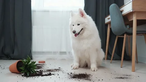 Guilty dog on the floor next to an overturned flower Stock Footage 169935149