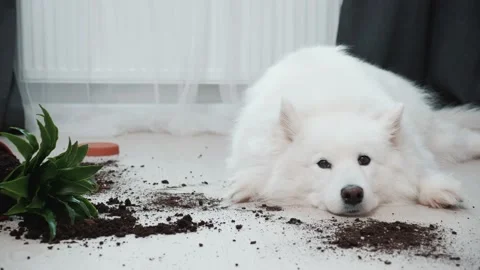 Guilty dog on the floor next to an overturned flower Stock Footage 169935295
