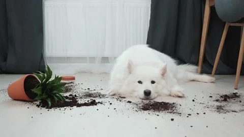 Guilty dog on the floor next to an overturned flower Stock Footage 169935368