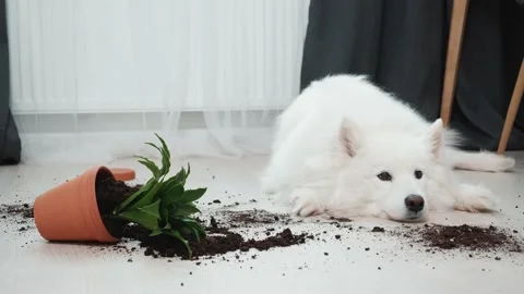 Guilty dog on the floor next to an overturned flower Stock Footage 169935385