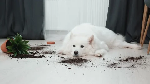 Guilty dog on the floor next to an overturned flower Stock Footage 169935405