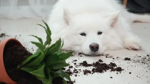 Guilty dog on the floor next to an overturned flower Stock Footage 169935423