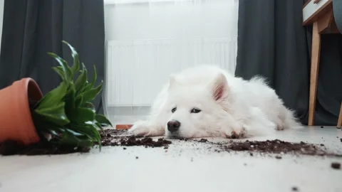 Guilty dog on the floor next to an overturned flower Stock Footage 169935467
