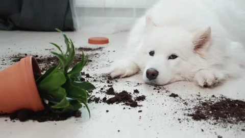 Guilty dog on the floor next to an overturned flower Stock Footage 169935508