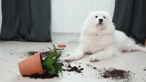 Guilty dog on the floor next to an overturned flower Stock Footage 169935527