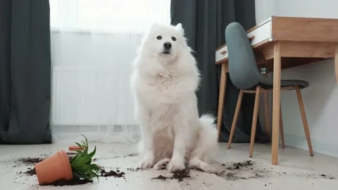 Guilty dog on the floor next to an overturned flower Stock Footage 169935551