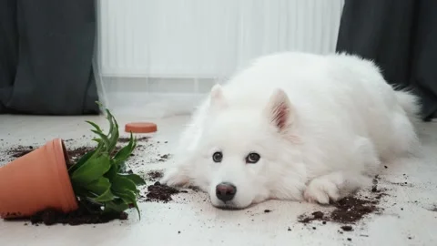 Guilty dog on the floor next to an overturned flower Stock Footage 169935575