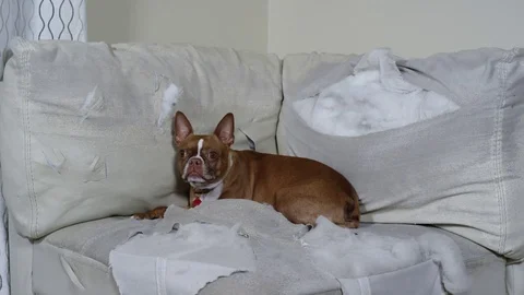Guilty dog lying on wrecked white sofa Stock Footage 77702079