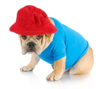 Guilty dog Stock Photos