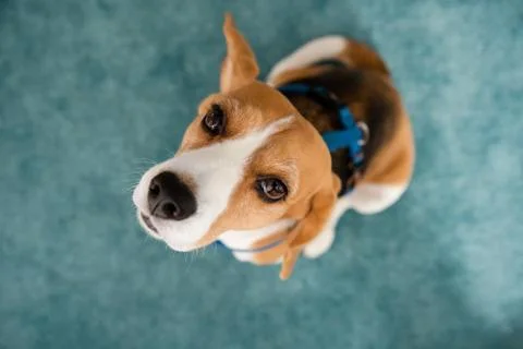 Guilty dog Stock Photos