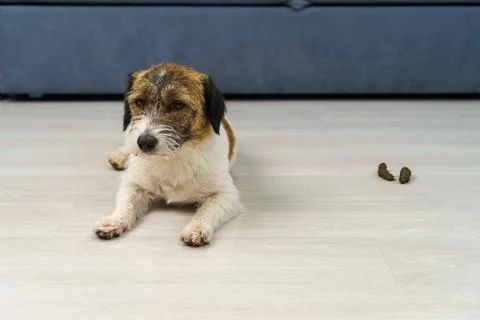 A guilty dog Fotos Stock