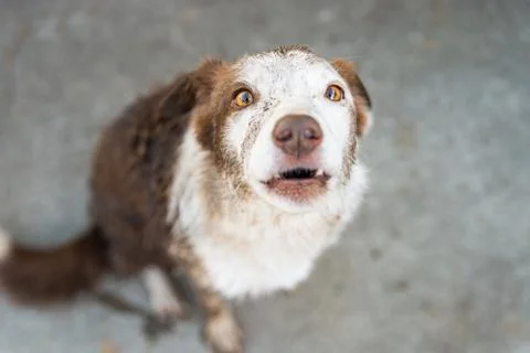 Guilty expression of border collie dog being rebuked for getting muddy Stock Photos
