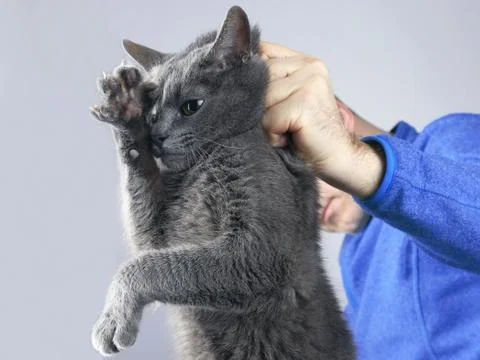 Guilty gray cat held by the scruff. Stock Photos