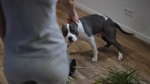 Guilty pit bull getting scolded after knocking over houseplants Stock Footage 301438761