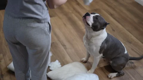 Guilty pit bull looking up at owner after tearing apart pillows Stock Footage 301438257