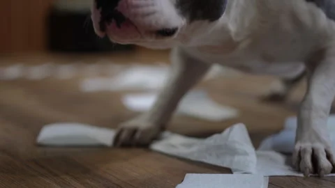 Guilty pit bull lying on the floor surrounded by shredded paper Stock Footage 301438873