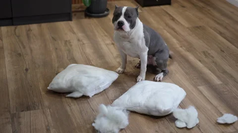Guilty pit bull sitting next to torn pillows in a house Stock Footage 301438322