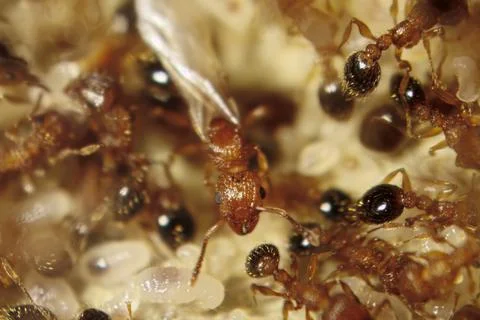Guinea ant queen Stock Photos