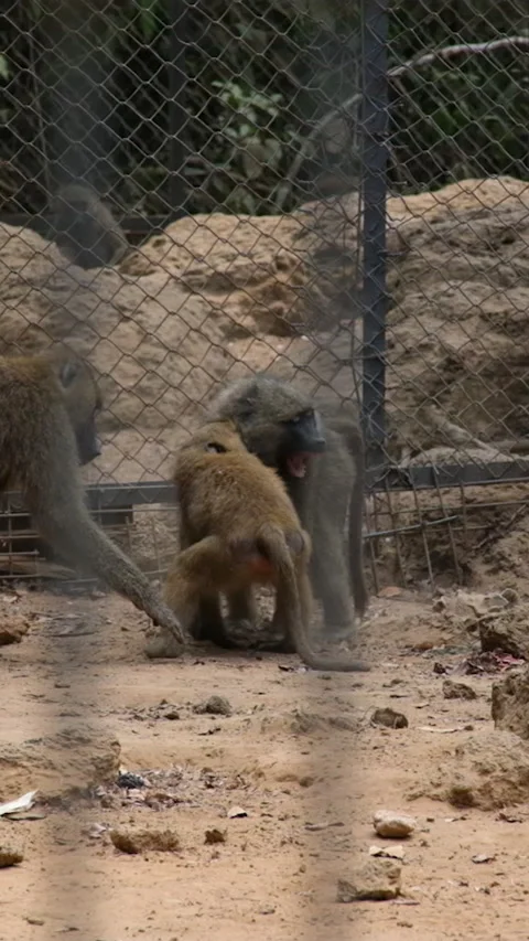 Guinea baboon Guinea baboon, Papio papio, a baboon of the family of Old World Stock Footage 295279072