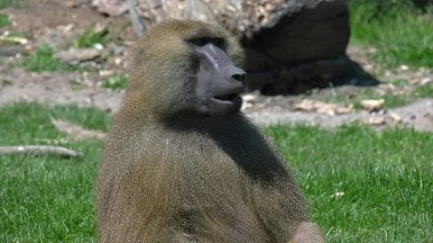 Guinea Baboon Monkey profile on the plain (Papio Papio) Stock Footage 108758876