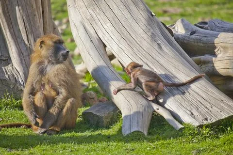 Guinea Baboon with young Stock Photos
