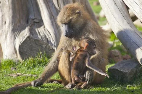 Guinea Baboon with young Stock Photos
