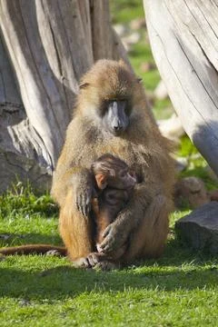 Guinea Baboon with young Stock Photos
