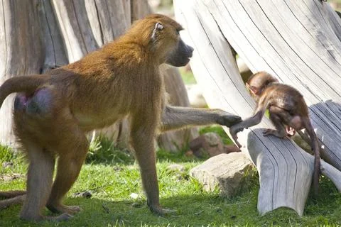 Guinea Baboon with young Stock Photos