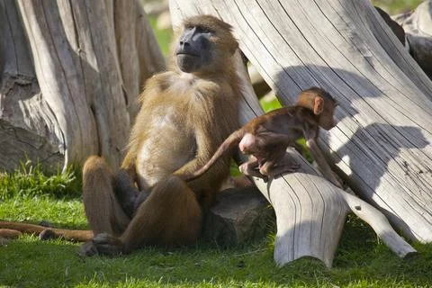 Guinea Baboon with young Stock Photos