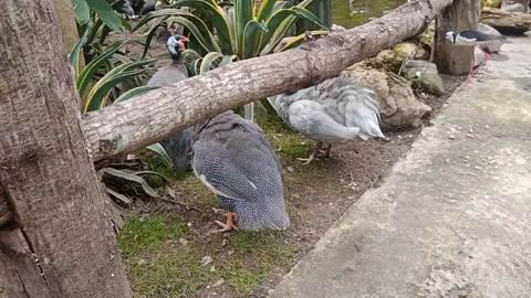 Guinea fowl activity in the park Stock Footage 296083410