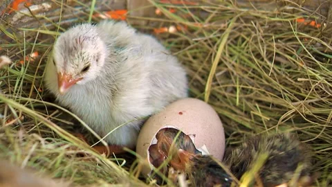 Guinea fowl Chicks Hatched from Eggs. First Seconds of Life Stock Footage 136476141