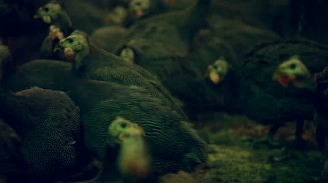 Guinea fowl Stock Footage 47839235