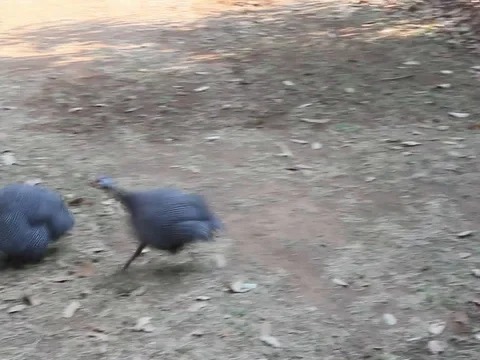 Guinea fowl Stock Footage 100388686
