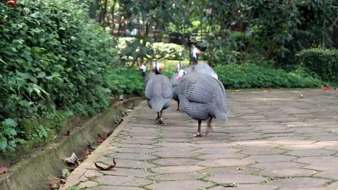 Guinea fowl Stock Footage 221674459