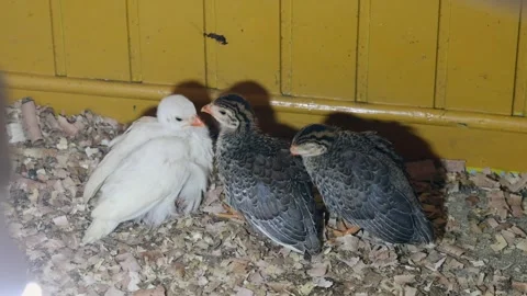 Guinea Fowl Keets Stock Footage 337641817