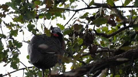 Guinea fowl perched on a tree branch among green leaves, resting above the Stock Footage 327489228