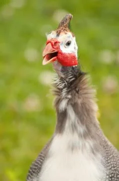 Guinea fowl Stock Photos