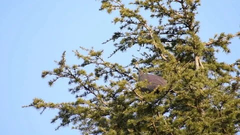 Guinea Fowl in tree Stock Footage 91546472