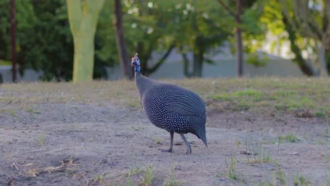 Guinea fowl tries to fly 1 4K 25FPS Stock Footage