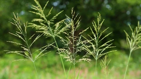 Guinea grass moving by win Stock Footage 337832804