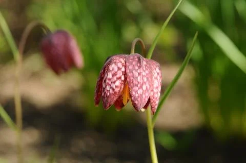 Guinea-hen flowers Foto stock