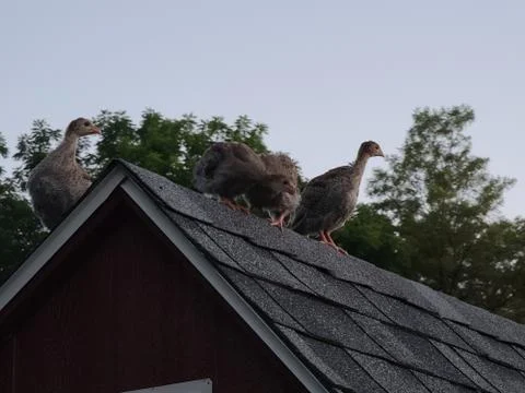 Guinea hens Stock Photos