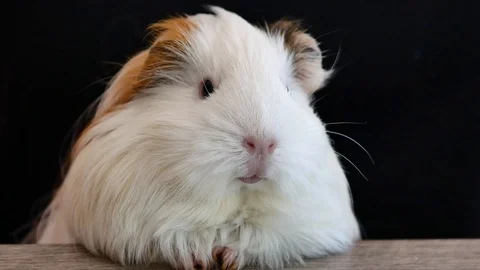 Guinea pig 2 Video stock 117250021