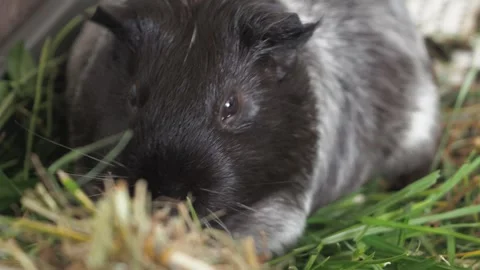 The guinea pig actively eats fresh grass Video stock 278094286