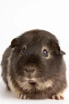 Guinea Pig Against White Background Stock Photos
