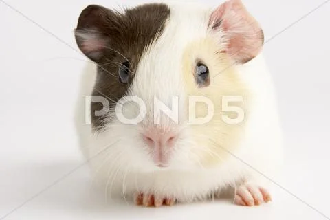 Guinea Pig Against White Background Stock-Fotos