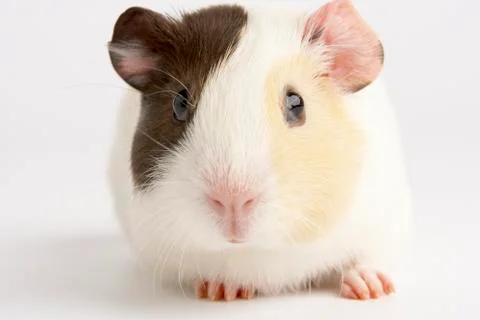 Guinea Pig Against White Background Stock Photos