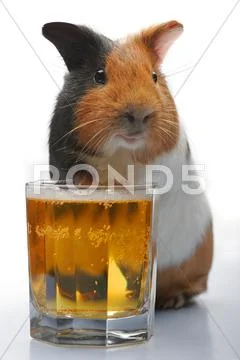 Guinea-pig and beer Stock Photos